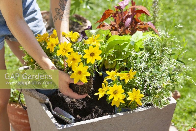 Planting of a container with annuals, summer July
