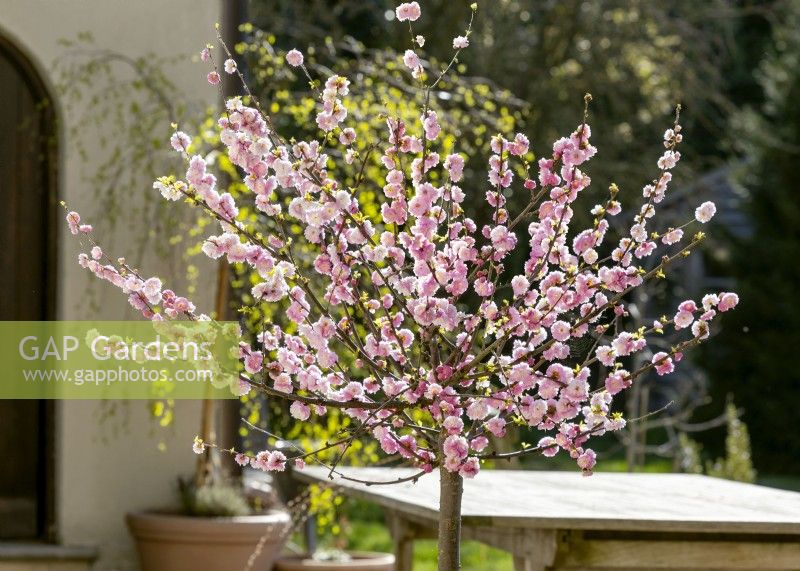 Prunus triloba, spring May