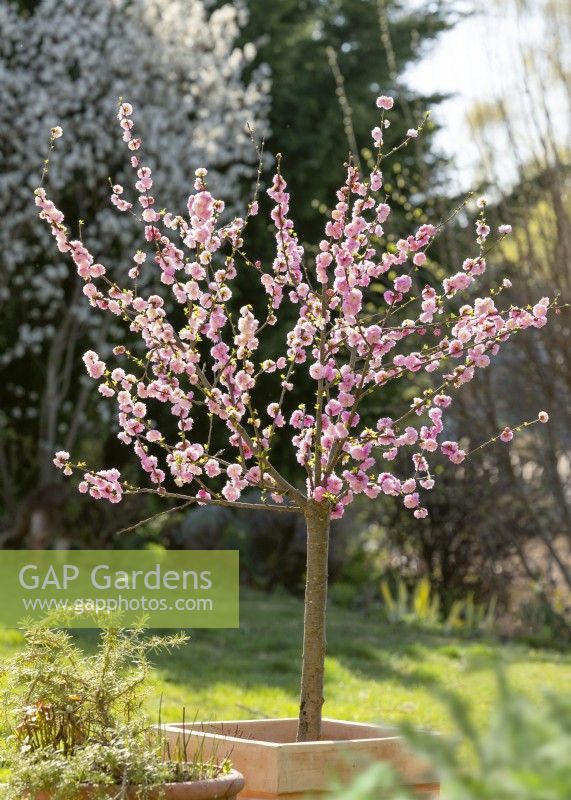 Prunus triloba in pot, spring May
