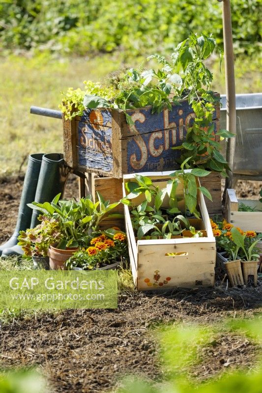 A mix of different seedlings in wooden crates, prior to planting out, spring May