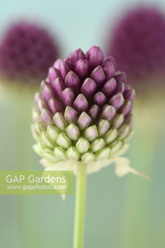 Allium sphaerocephalon  Ornamental onions  Round-headed leeks  Round-headed garlic  July