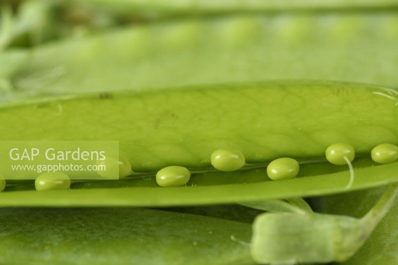 Pisum sativum  'Carouby de Maussane'  Picked mangetout pea pod opened to show immature peas  July