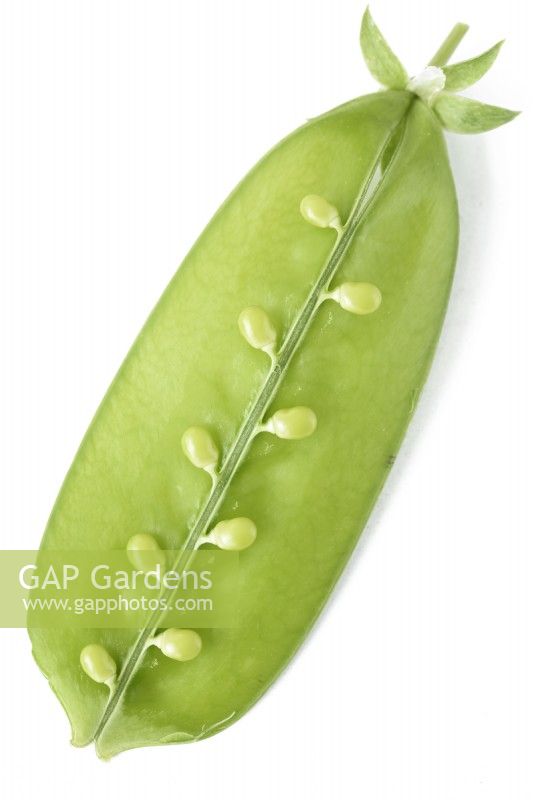 Pisum sativum  'Carouby de Maussane'  Picked mangetout pea pod opened to show immature peas  July
