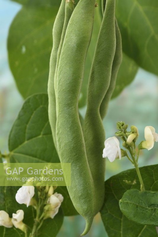 Phaseolus coccineus  Jackpot Mixed  Dwarf runner bean with mixed flower colours  One colour from mix  July
