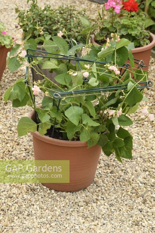Phaseolus coccineus  Jackpot Mixed  Dwarf runner bean with mixed flower colours  One colour from mix growing supported in a tub  July
