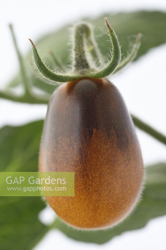 Solanum lycopersicum  'Indigo Pear Drop'  Tomatoes  Ripening fruit  Syn. Lycopersicon esculentum  July
