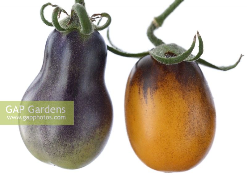 Solanum lycopersicum  'Indigo Pear Drop'  Ripe and unripe fruit  Tomatoes  Syn. Lycopersicon esculentum  August