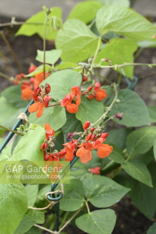 Phaseolus coccineus  Jackpot Mixed  Dwarf runner bean with mixed flower colours  One colour from mix growing supported in the ground  August