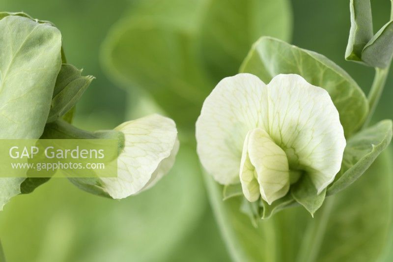 Pisum sativum  'Alderman'  Pea flowers  July
