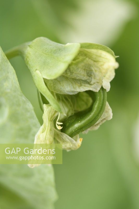 Pisum sativum  'Alderman'  Pea pod starting to grow as flower dies  July
