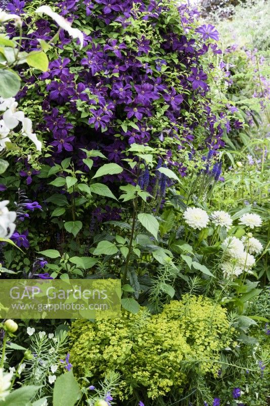 Border of whites and purples including Clematis 'Polish Spirit' in July