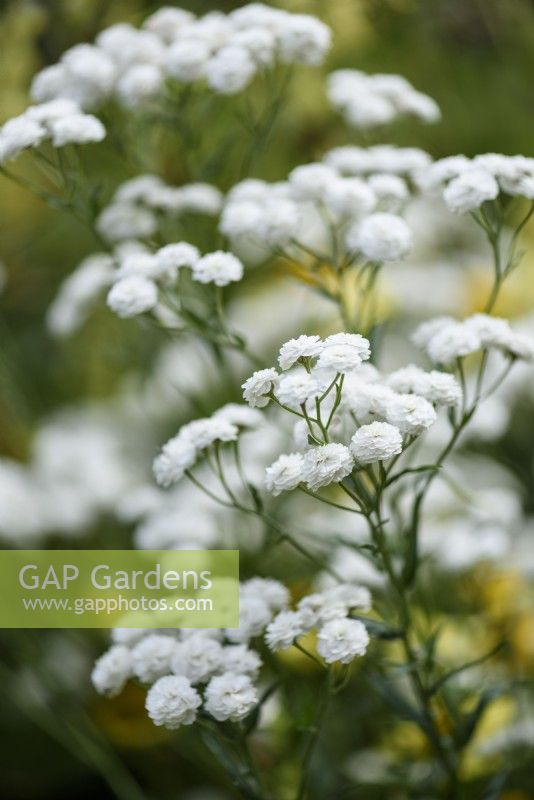 Achillea ptarmica The Pearl Group 'The Pearl' in July