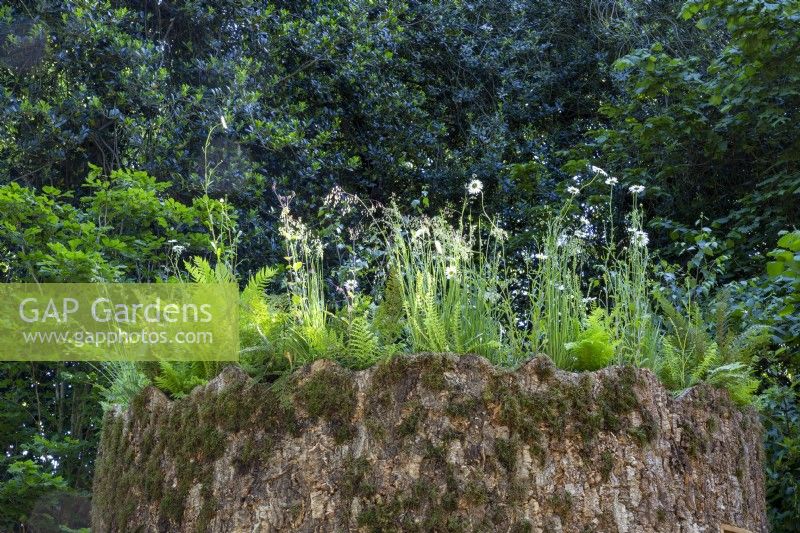 A woodland wildlife friendly garden with an oak tree trunk with a living planted roof on the Connected by EXANTE Garden - RHS Chelsea Flower Show 2022 - Designed by Designer Taina Suonio - Built by Nicholsons 