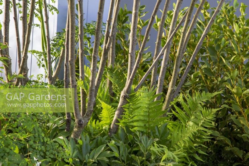 Multi stemmed Rhamnus Frangula 'Asplenifolia' with underplanting of ferns The SSAFA Garden RHS Chelsea Flower Show 2022 - Designed by Designer Amanda Waring - Built by Arun Landscapes - Sponsored by CCLA 