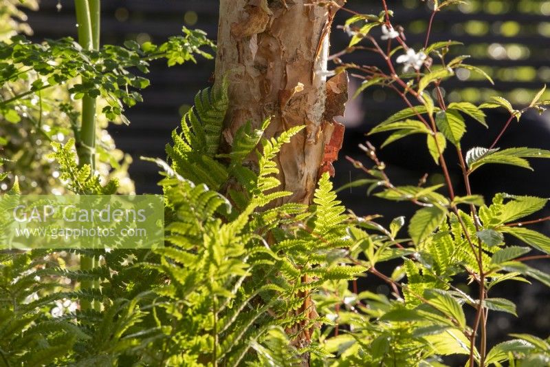 Betula nigra tree underplanted with ferns Dryopteris filix-mas and Hosta 'Lakeside Coal Miner' on The SSAFA Garden RHS Chelsea Flower Show 2022 - Designed by Designer Amanda Waring - Built by Arun Landscapes - Sponsored by CCLA 
