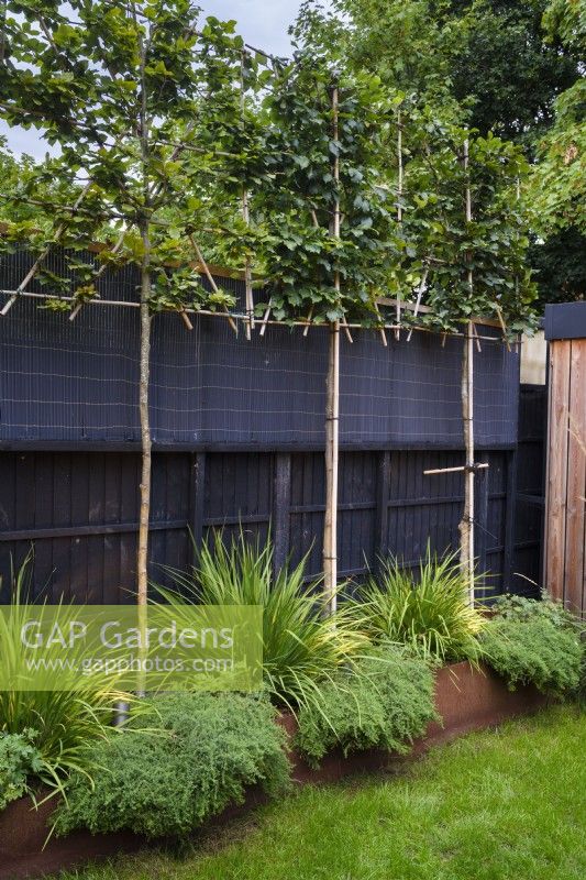 Black fence with pleached trees underplanted with Libertia grandiflora in raised corten steel beds. 
 