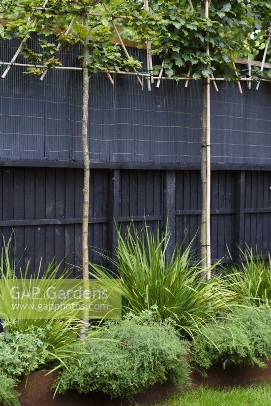 Black fence with pleached trees underplanted with Libertia grandiflora. 