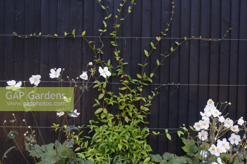 Trachelospermum jasminoides and Anemone 'Honorine Jobert' by black wooden fence. 