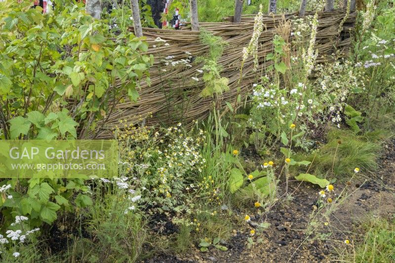 Wicker fence with native planting - What Does Not Burn garden at RHS Hampton Court Palace Garden Festival 2022