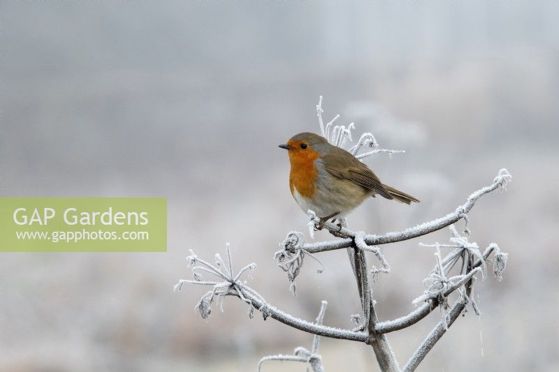 Erithacus rubecula - Robin sitting on Angelica archangelica in the frost