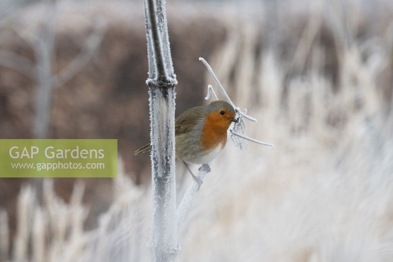 Erithacus rubecula - Robin sitting on Angelica archangelica in the frost