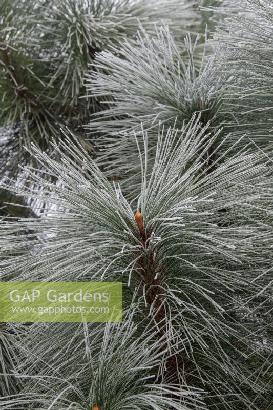 Pinus montezumae 'Sheffield Park' - Pine tree foliage in the frost