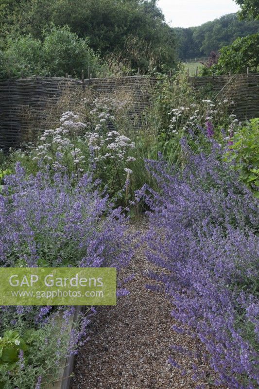  Nepeta 'Six Hills Giant' - Catmint in raised beds edging gravel path and Cenolophium denudatum - Baltic Parsley -a White umbellifer  with Stipa gigantea and woven hurdle fence. view of countryside 