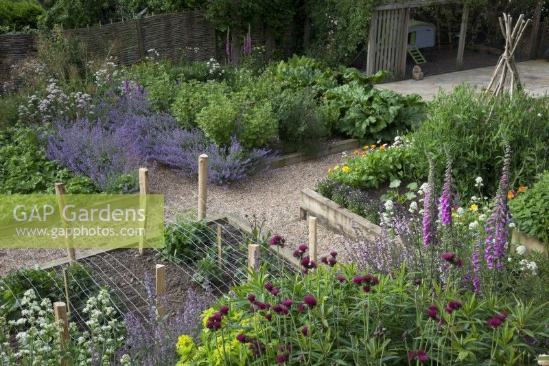 Herbaceous cottage garden  planting in raised beds with a mixture of flowers and vegetables. Cirsium rivulare,  Digitalis purpurea - Foxglove, Valeriana officinalis - Valerian,  Nepeta 'Six Hills Giant' - Catmint, Strawberries, Rhubarb, Courgettes, CAlendula - Marigolds, Viola tricolour - Heartsease,   Sweet Peas on Hazel wigwam, chicken coop  and woven hurdle fence.
