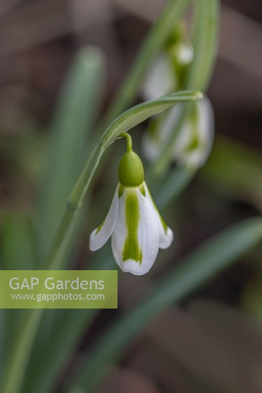 Galanthus 'Philipe Andre Meyer' flowering in Winter - January