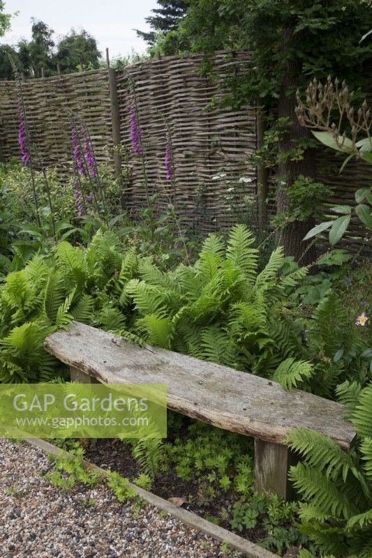 Ferns - Matteuccia struthiopteris growing around a rustic wooden bench with Digitalis purpurea - Foxgloves in front of split chestnut woven hurdle fence