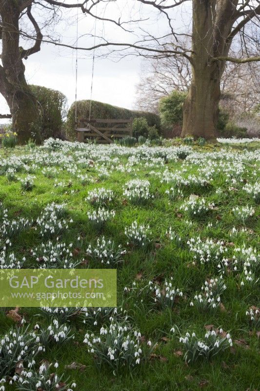 massed Galanthus nivalis naturalised in grass  under trees with swing  in February 