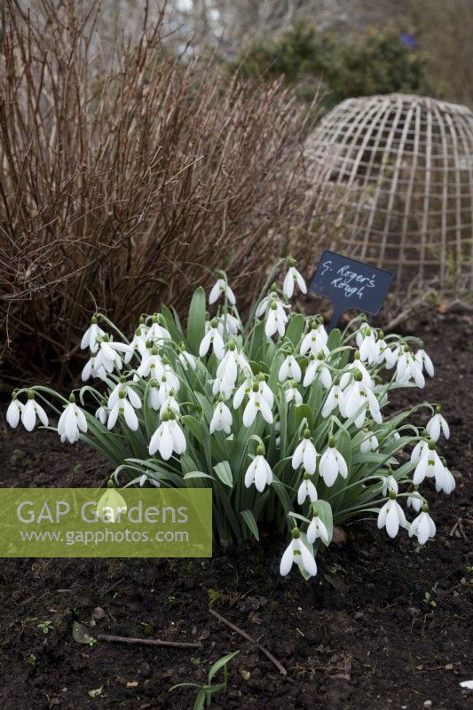 Galanthus elwesii var. monostictus - 'Roger's Rough' with winter shrub foliage and a bamboo cloche - Snowdrops