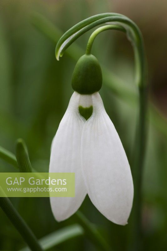  Galanthus elwesii - Snowdrop
