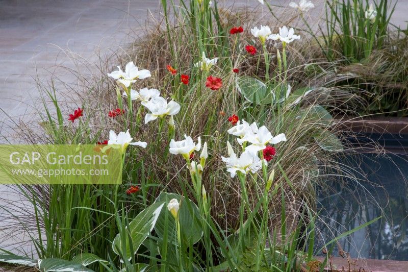 A small pond water feature with flower borders planted with Iris 'White Swirl', Geum 'Mrs J Bradshaw', Hosta 'Francee' and Carex testacea 'Prairie fire' on The SSAFA Garden RHS Chelsea Flower Show 2022 - Designed by Designer Amanda Waring - Built by Arun Landscapes - Sponsored by CCLA 