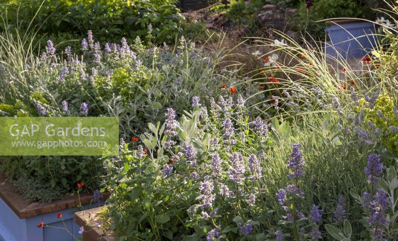 Nepeta grandiflora 'Summer Magic' growing in raised bed container border with Euphorbia characias 'Humpty Dumpty' and ornamental grasses on the SSAFA Garden RHS Chelsea Flower Show 2022 - Designed by Designer Amanda Waring - Built by Arun Landscapes - Sponsored by CCLA 