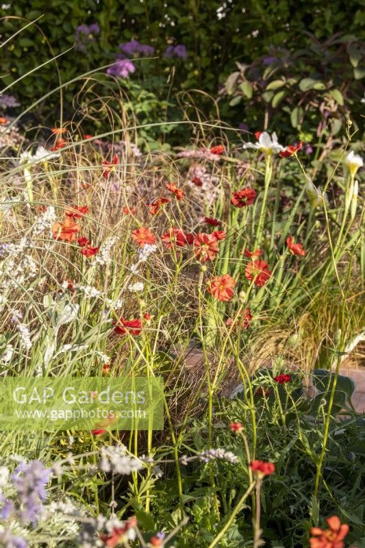 A perennial planting flower bed border with Geum 'Mrs J Bradshaw' and Carex testacea 'Prairie Fire' ornamental grasses on The SSAFA Garden RHS Chelsea Flower Show 2022 - Designed by Designer Amanda Waring - Built by Arun Landscapes - Sponsored by CCLA 