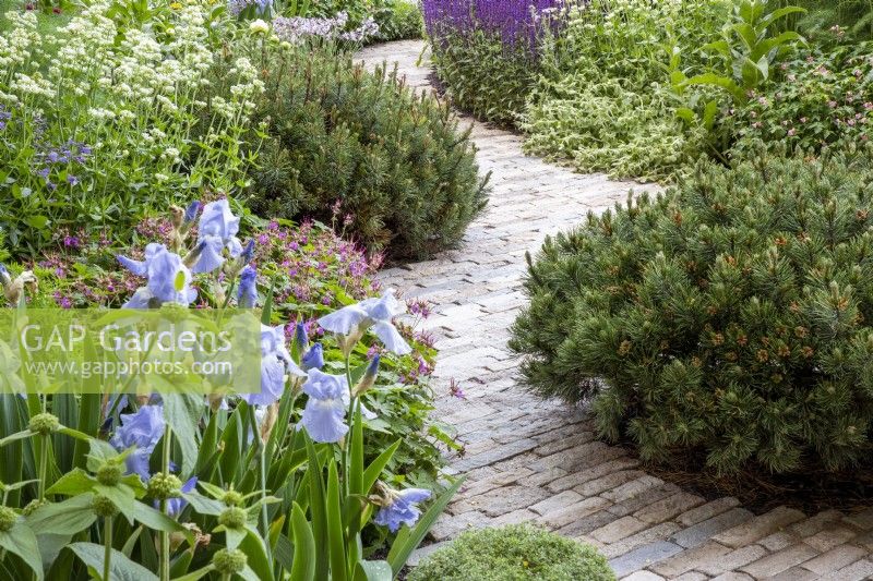 A winding curved clay brick paving path with flower borders planted with Iris 'Jane Philips', Salvia nemerosa 'Caradonna', Pinus mugo and herbaceous perennials on The RNLI Garden - RHS Chelsea Flower Show 2022 Designer Chris Bradshaw      