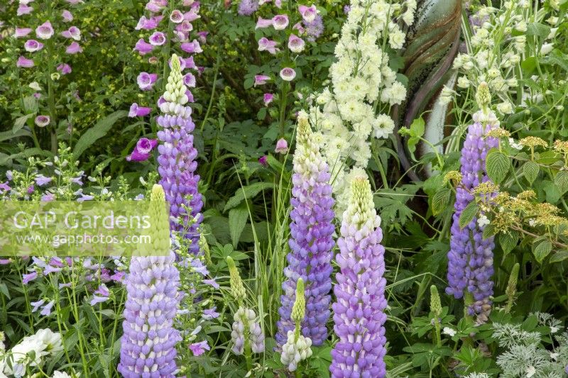 Lupinus 'Shirley Anne' a pale lilac purple lupin in a garden border planted with Penstemon 'Heavenly Blue' and pink foxgloves in late spring early summer 