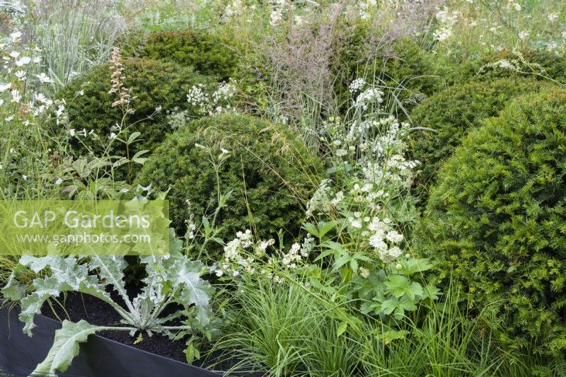 Structural planting of Taxus baccata yew balls with Onopordum acanthium, Astrantia and native meadow plants - The Connections garden at RHS Hampton Court Palace Garden Festival 2022 