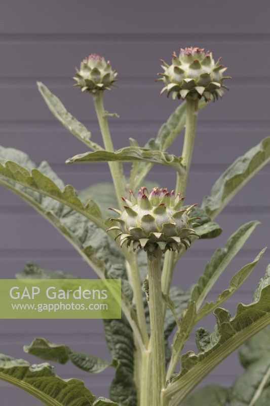 Cynara cardunculus growing in front of grey painted fence