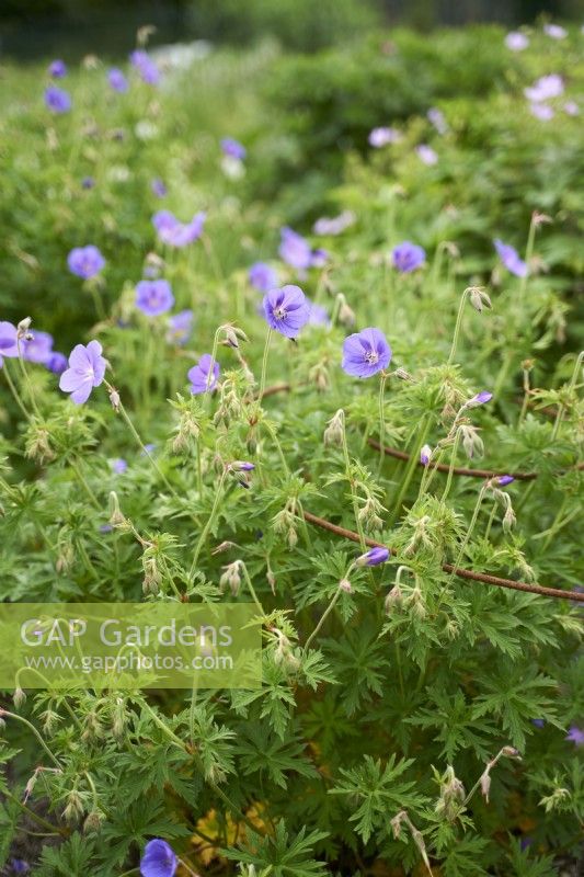 Geranium Orion growing though iron plant support