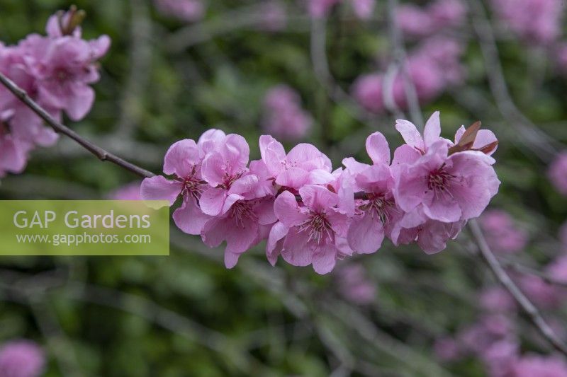 Prunus cerasifera 'Spring Glow' at Winterbourne Botanical Gardens - March