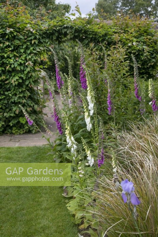 White and pink digitalis in mixed border at Garden Organic - June