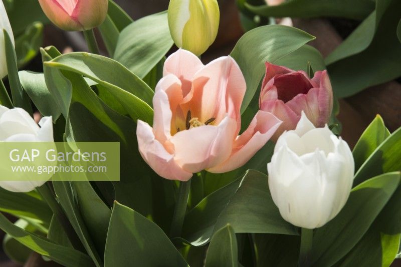 Tulipa 'Apricot Beauty', 'Salmon van Eijk' and 'Purissima' - April.