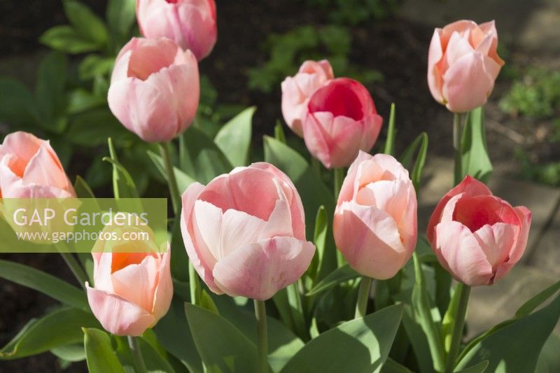 Tulipa 'Salmon van Eijk' and 'Apriocot Beauty' - April.