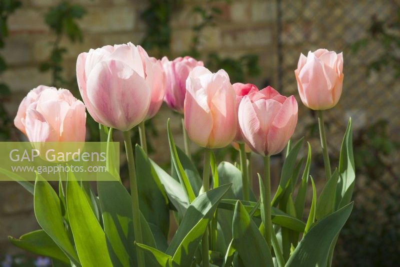 Tulipa 'Apricot Beauty' and 'Salmon van Eijk' - April.