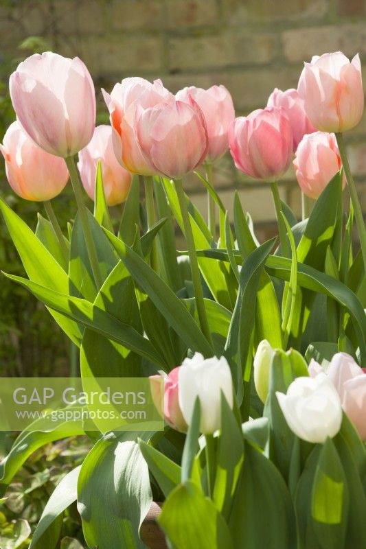Tulipa 'Salmon van Eijk','Apricot Beauty' and 'Purissima' - April.