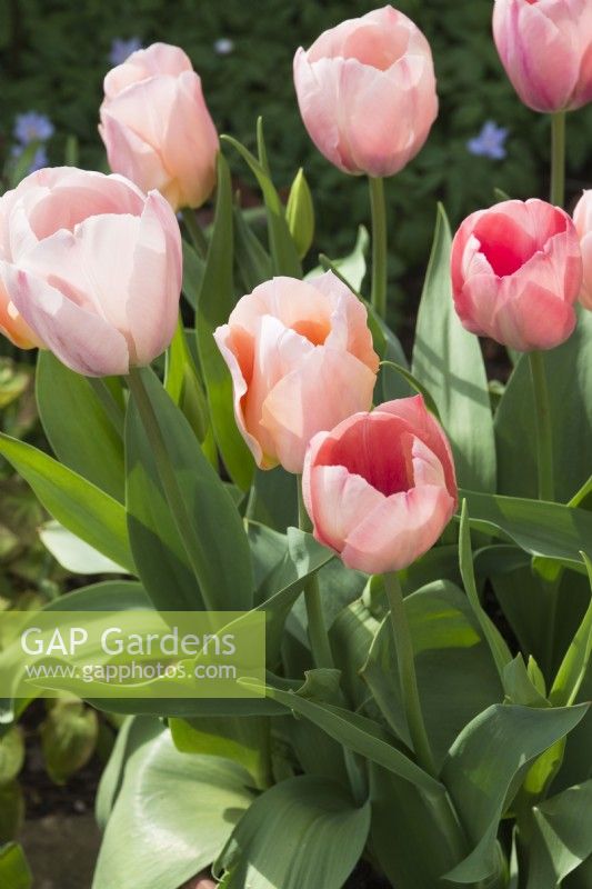 Tulipa 'Apricot Beauty'and 'Salmon van Eijk' _ April.