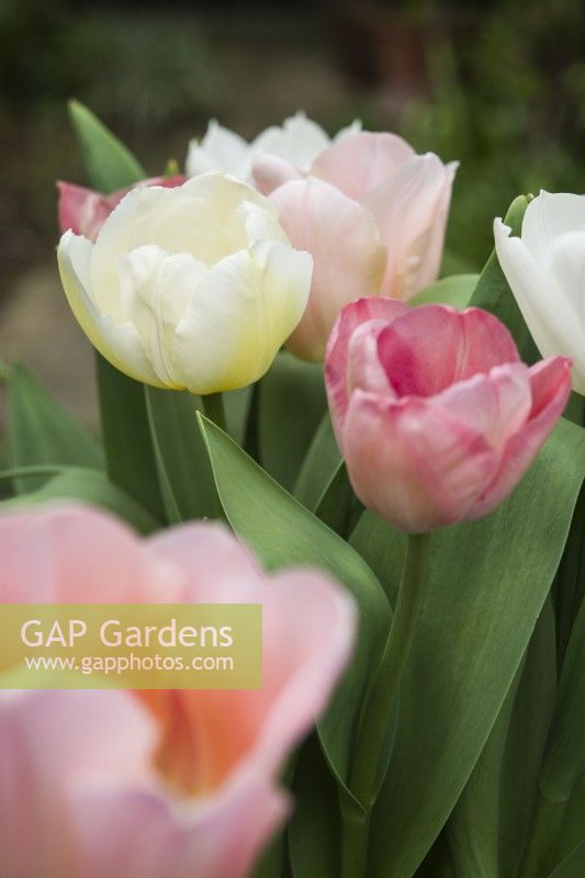 Tulipa 'Purissima', 'Apricot Beauty' and 'Salmon van Eijk' - April.