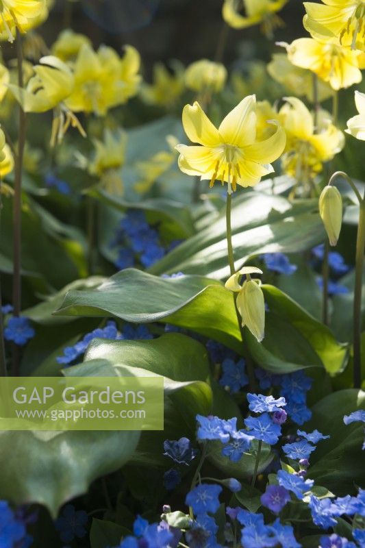 Erythronium 'Pagoda' - Dog's Tooth Violet - with Omphalodes cappadocica 'Cherry Ingram' - April.